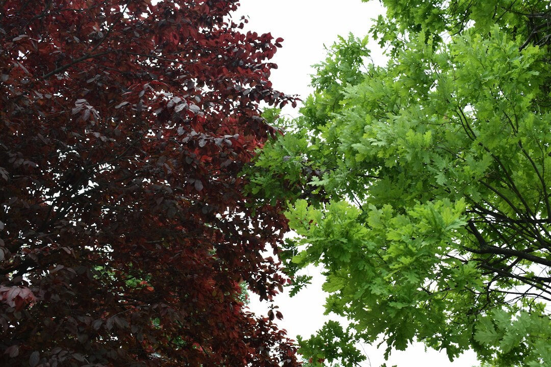 before and after color correction